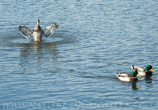 mallard, mallards, mallard duc-1.JPG - FEMALE MALLARD & DRAKES - EMSWORTH - 2006